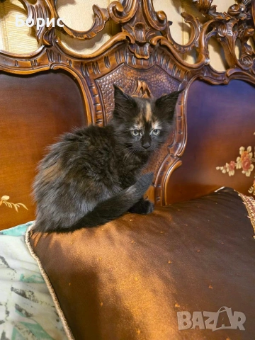 Мейн куун котета, снимка 3 - Мейн кун - 35075644