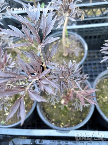 Бъз Sambucus migration “Eva”, снимка 6 - Градински цветя и растения - 54784065