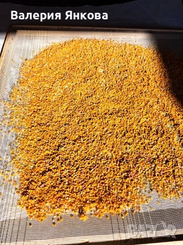 Пчелен прашец 2026 г-на едро и на дребно, снимка 4 - Пчелни продукти - 55262840