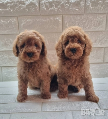 Той Пудел Мини Пудел