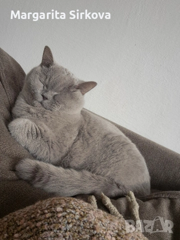 коте за осиновяване, снимка 7 - Други - 54683571