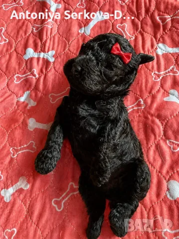 Poodle toy/Пудел Той