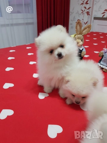 Померан померанчета свободни Гр. София, снимка 5 - Померан - 54000215