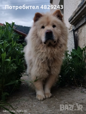Чау Чау