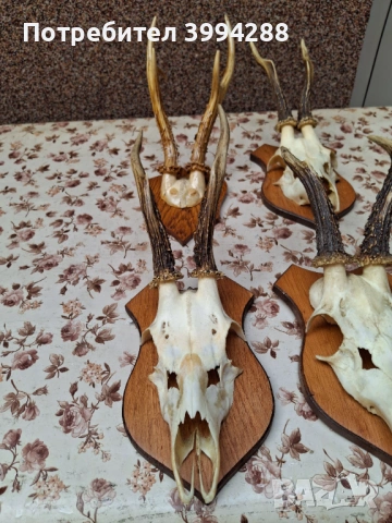 Рога от сърна