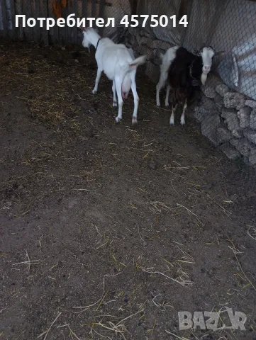 Продавам млечни кози, снимка 3 - Кози - 55651580