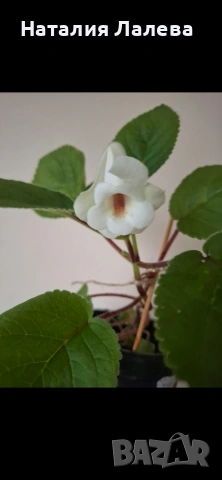 Синингия, sinningia Isa’s sherbet lemon, снимка 2 - Стайни растения - 54590116