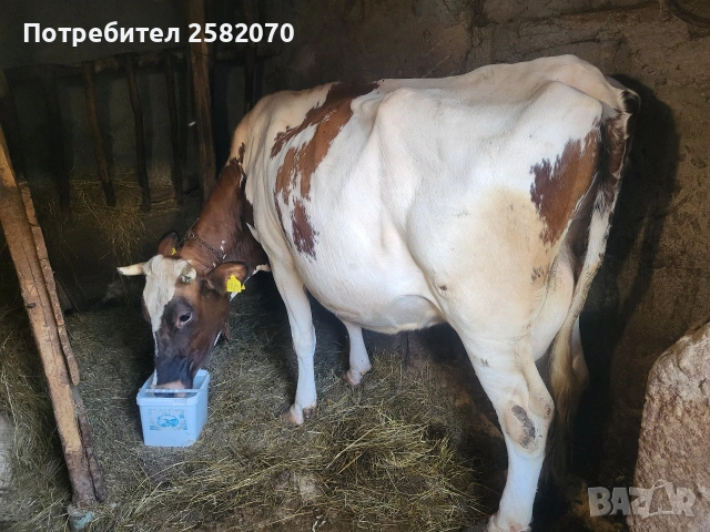 продавам крава , снимка 2 - Крави - 54895964