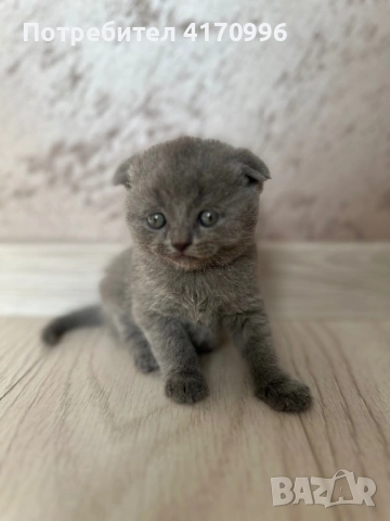 Шотландски клепухи , снимка 8 - Британска късокосместа - 54708463