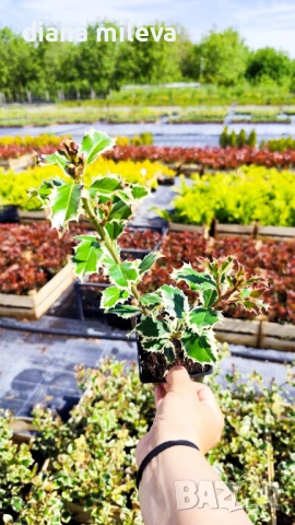 Джел, Илекс Сребърна Кралица, Ilex aquifolium Silver Queen, студоустойчив, многогодишен бодлив храст, снимка 14 - Градински цветя и растения - 54556939