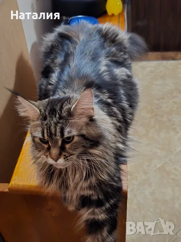 Котенца Мейн Куун, снимка 8 - Мейн кун - 55585027
