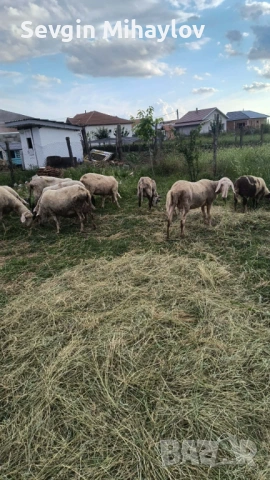 Продавам овце и единкоч намират се в русенски област г.сливо поле 0893231320, снимка 3 - Овце - 54825048