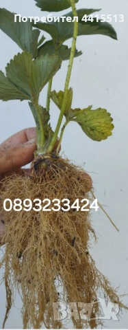 Разсад Ягоди и Малини, снимка 3 - Градински цветя и растения - 54187219