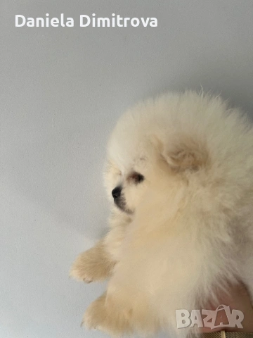 Померани, снимка 2 - Померан - 54351131