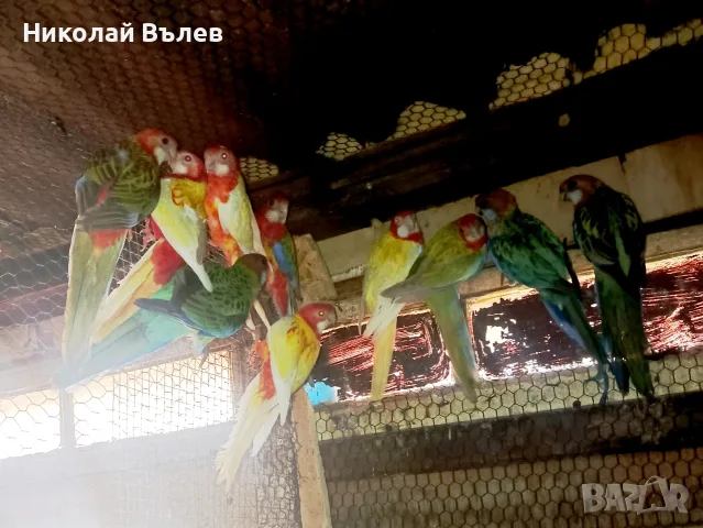 Розели и пенанти