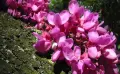 Див рожков (Cercis siliquastrum) Дърво на Юда, снимка 2