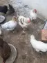 Красиви млади петлета, снимка 4