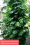 Дяволски бръшлян (Epipremnum aureum), снимка 1