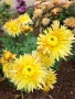 Разсад хризантеми , снимка 3