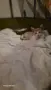 Подарамам мъжко котенце , снимка 1