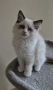 Ragdoll Paradise / Регдол котенца , снимка 4