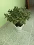 Продавам дървото на живота, снимка 1