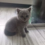 Британски късокосмести котета, снимка 5