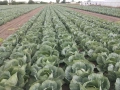 Продавам Ранно Зеле-Конкърър, снимка 12