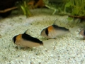 Сомче, сомче corydoras duplicareus, снимка 1