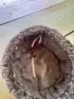 Опълченски калпак. Нов!, снимка 2