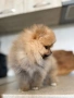 Померан, снимка 2