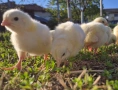Продавам бройлерни пилета, снимка 6