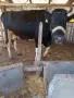 продавам млечна крава , снимка 2