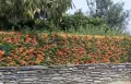 Пираканта /бодлив жив плет/, снимка 1