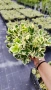 Евонимус Браво, Euonymus japonicus Bravo, снимка 13