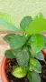 Гардения Gardenia jasminoides, снимка 2
