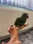 Папагали Белочела Амазона, снимка 2