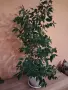Продавам фокус Бенджамин със зелени листа. , снимка 3