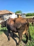 zapudena 8 mesetsa moje trapa za drugi jivotni, снимка 1
