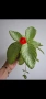 Еписцея, episcia silver sheen, снимка 1