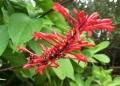 Firespike -Odontonema cuspidatum, снимка 2