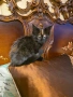 Мейн куун котета, снимка 3