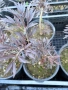 Бъз Sambucus migration “Eva”, снимка 6