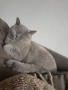 коте за осиновяване, снимка 7