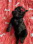 Poodle toy/Пудел Той, снимка 5