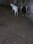 Продавам млечни кози, снимка 3