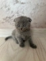 Шотландски клепухи , снимка 8