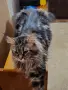 Котенца Мейн Куун, снимка 8
