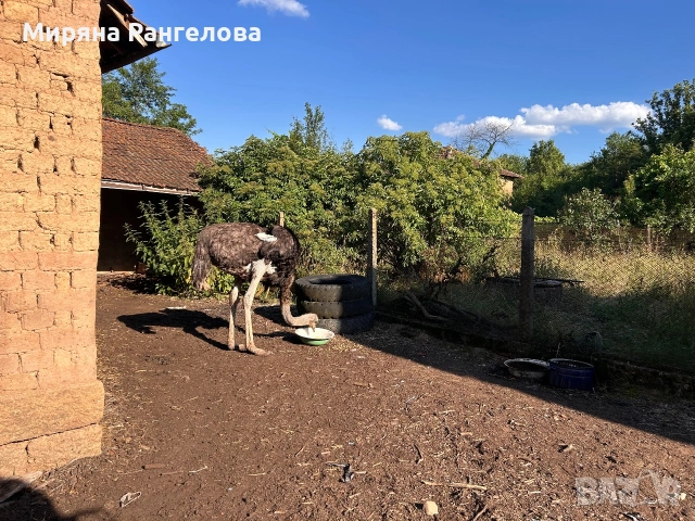 Продавам мъжки Щраус, снимка 2 - Други животни - 55162061