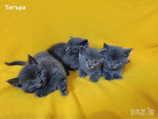 Котета - порода Руска синя котка !, снимка 11 - Руска синя котка - 54482650